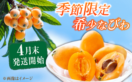 【★先行予約★ 2027年4月末発送開始】びわ 約250g(3-7個)×4パック / びわ [AFAB002]