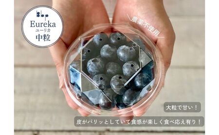 ブルーベリー フレッシュ ユーリカ中粒 朝摘み ブルーベリー【100g×4】【先行予約】