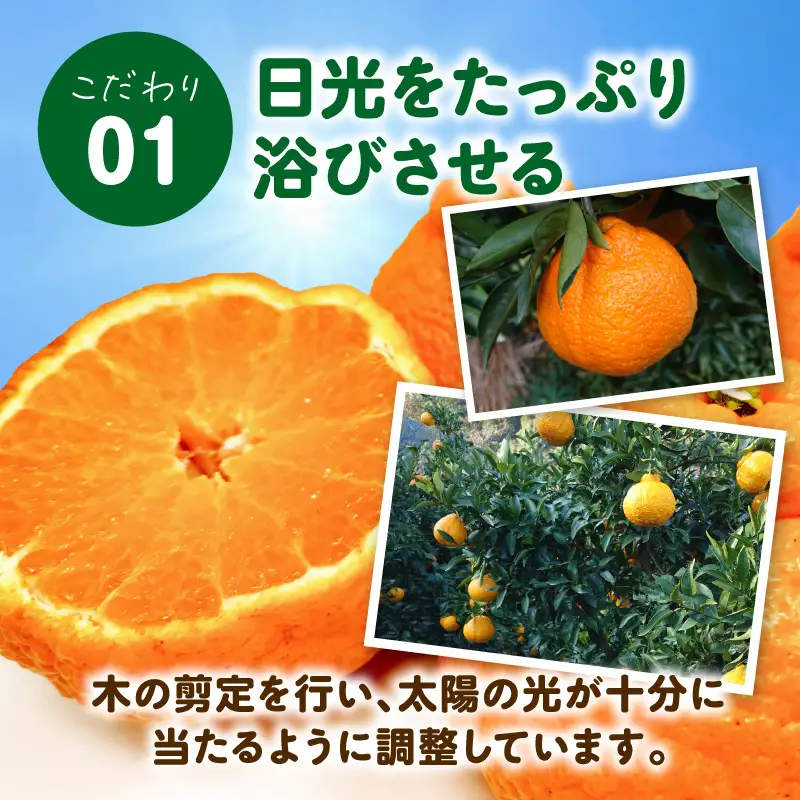 S153-002_天草産 訳あり 不知火 約5kg