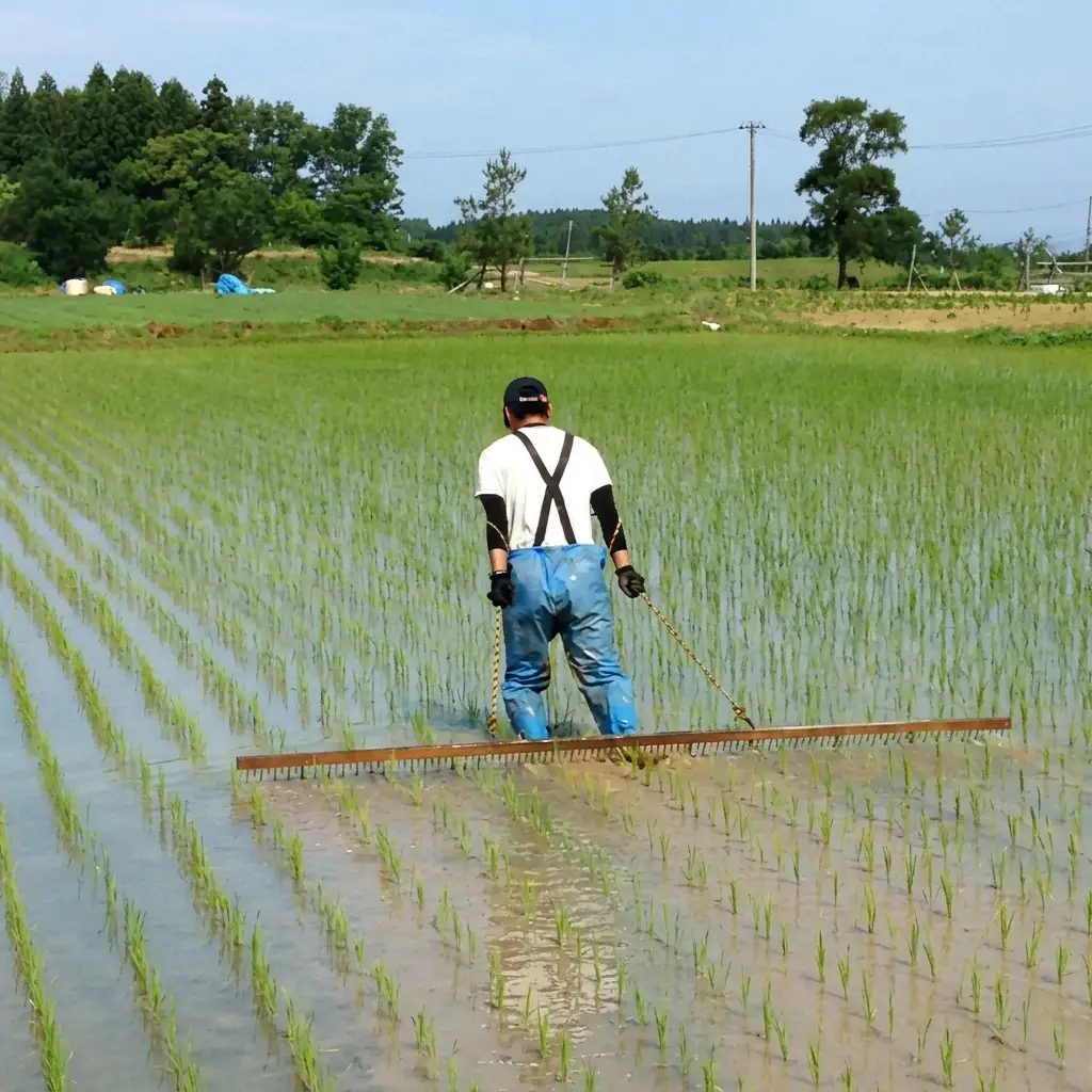 令和6年新潟産「JAS有機栽培認証米コシヒカリ」玄米7kg 桑谷ファーム JCCソフト