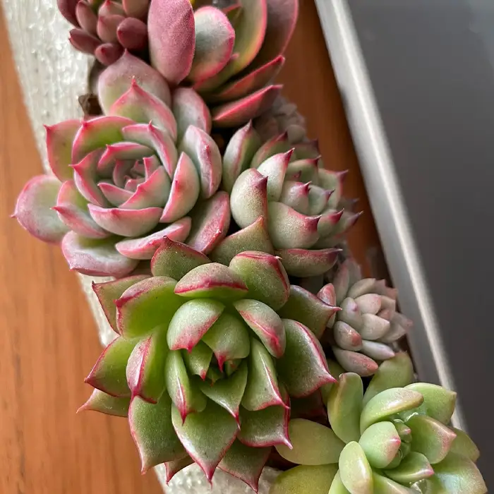 多肉植物寄せ植えセット（15種類） No.681