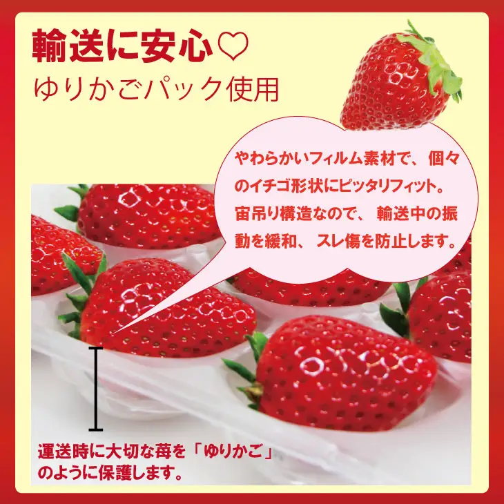 【先行予約】R9年1月中旬頃出荷開始 いちご「よつぼし」230g×4パック B130-057 いちご 果物 B130-057