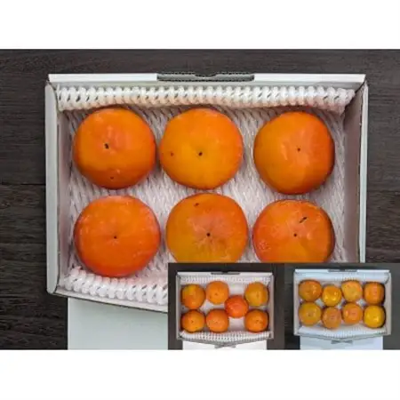 【先行予約】匠果樹園 富有柿【訳あり】約1.4kg 8～6玉【2026年11月～12月発送】_果物・フルーツ 柿（カキ）  かき_【1473461】
