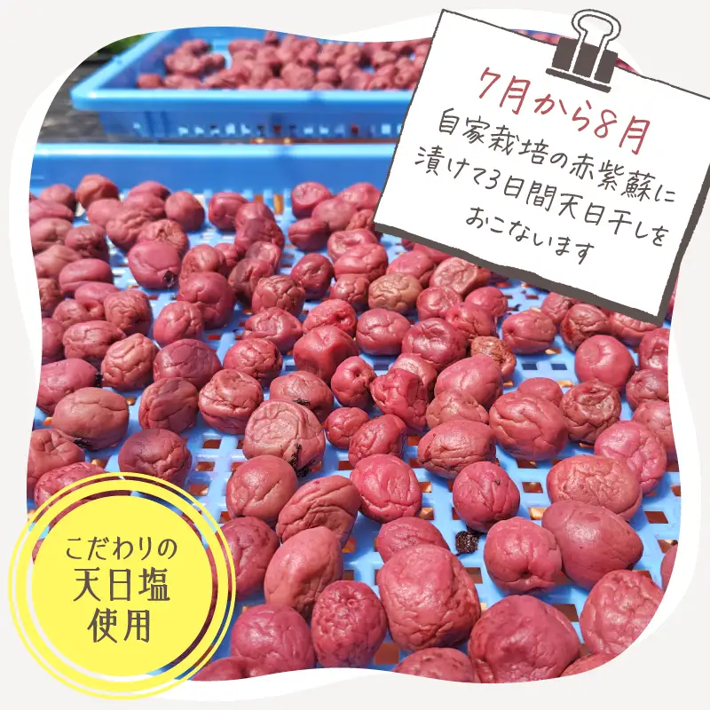 2404 昔ながらの しょっぱい おおすみ 百年 梅干 600g （ 100g×6袋 ） 塩分20% 小分け KN093-001-02 