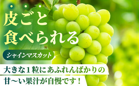 【2026年発送先行予約】【訳あり】食べ比べセット 約750ｇ（シャインマスカット 1房 & クイーンニーナ 切り落とし 約300g）【合同会社 社方園】[ZBZ024]