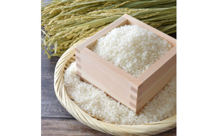 先行予約 令和7年産 無洗米コシヒカリ10キロ 5kg×2 