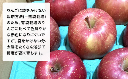 りんごサンふじ農家直送 訳あり家庭用 青森県産 りんご【約5kg】