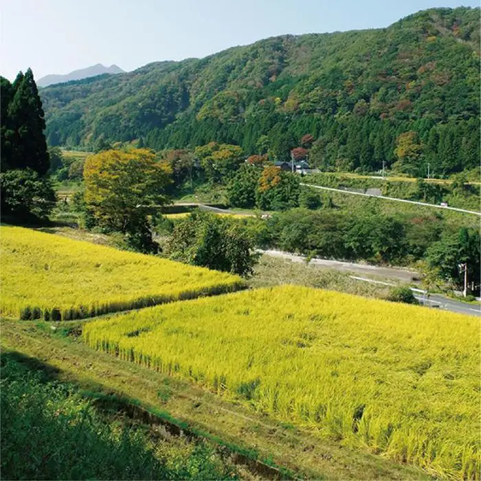 米 ミルキークイーン 令和7年産 鳥取県産 5kg|米