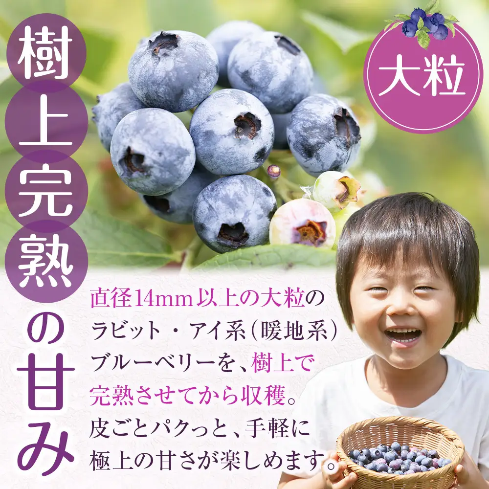 ブルーベリー 先行予約 2026年6月下旬以降発送 琴浦町産 生ブルーベリー１kg（250g×4パック）