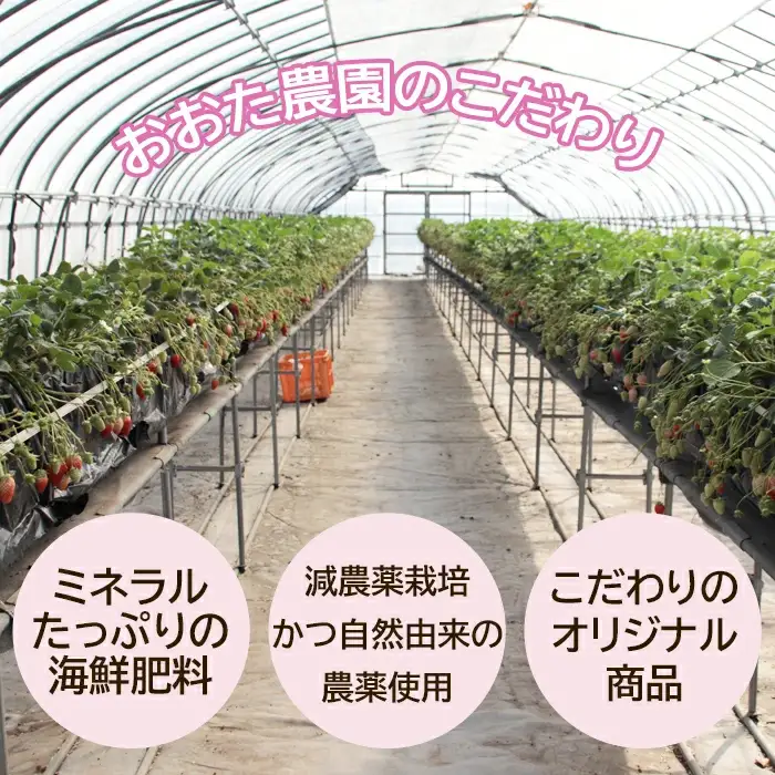 【先行予約】鳥取県産 いちご　約150g×6パック【イチゴ 苺 フルーツ 果物 6パック かおりの かおり野 ベリーすず はるひ おまかせ お楽しみ 減農薬栽培 季節限定 先行予約】
