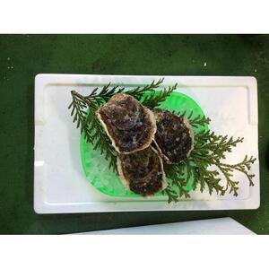 【魚倉】不揃い 天然岩ガキ 2kgセット