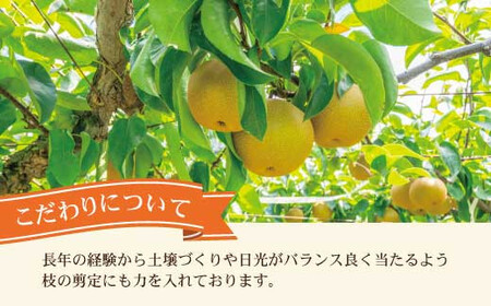 【先行予約】高知県土佐市産 梨（秋月）約5kg 10〜12玉 〈2026年9月10日頃〜9月30日頃発送〉 あきづき なし ナシ 5キロ 国産 フルーツ 果物 くだもの デザート スイーツ 旬 甘い 果汁たっぷり ジューシー【株式会社とさもん】[BQAE021]