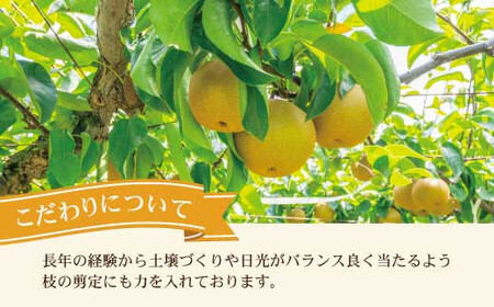 【先行予約】高知県土佐市産 梨（豊水）大玉 約4kg 7〜8玉 〈2026年8月下旬頃〜9月中旬頃発送〉 ほうすい なし ナシ 4キロ 国産 フルーツ 果物 くだもの デザート スイーツ 旬 甘い 果汁たっぷり【株式会社とさもん】[BQAE017]