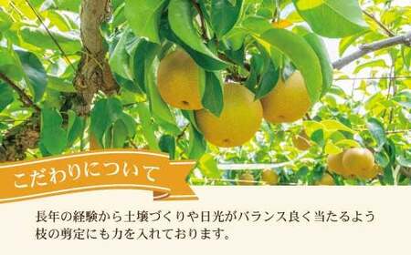 【先行予約】高知県土佐市産 梨（豊水）約2kg 5〜6玉 〈2026年8月下旬頃〜9月中旬頃発送〉 ほうすい なし ナシ 2キロ 国産 フルーツ 果物 くだもの デザート スイーツ 旬 甘い 果汁たっぷり ジューシー【株式会社とさもん】[BQAE016]