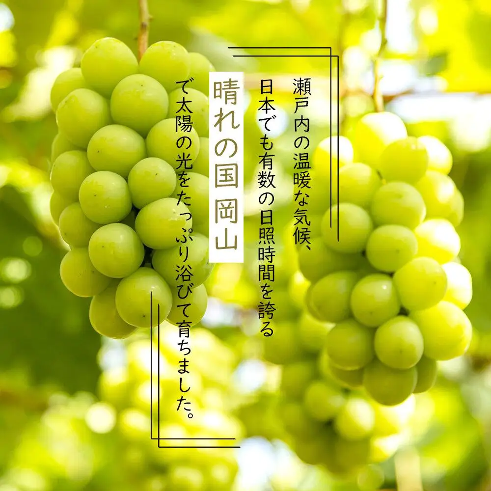 岡山県産 ぶどう 2026年発送  シャインマスカット 晴王 600g以上 1房 種無し 葡萄 フルーツ 果物 ギフト | シャインマスカット