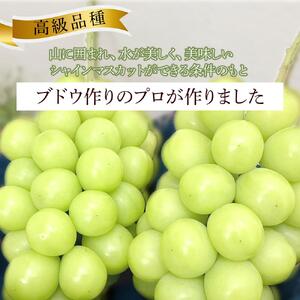 ぶどう 2026年　岡山県産 高級 シャインマスカット 1.4kg以上 2房 贈答用＜9月以降発送＞｜  シャインマスカット