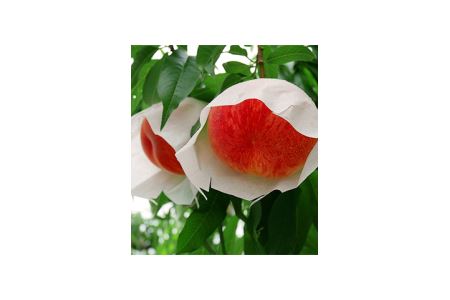 金陵　さぬきのももも（2本入り）【A-22】