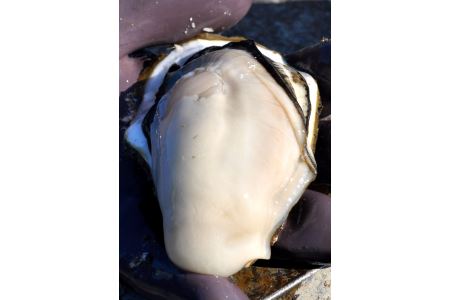 白方産 りょうせん牡蠣 むき身（加熱用）（予約受付中：旬にお届け！2027年1月頃から期間限定出荷！）【A-12】