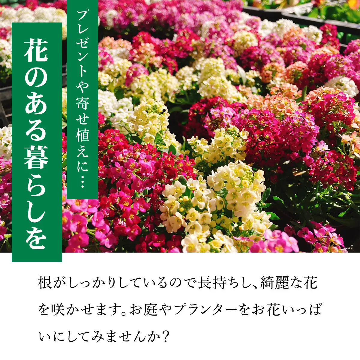 季節のおまかせ花苗セット【15ポット以上】 ANAR011