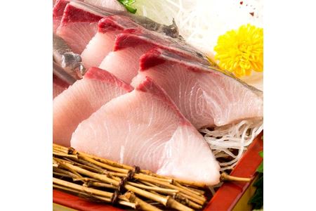 活け〆オリーブぶり１本（半身カット）【12月頃から出荷開始！】【D-512】