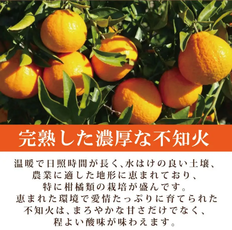 【先行予約】紀州有田産不知火(しらぬひ) 2.5kg ※2027年2月中旬頃〜3月中旬頃に順次発送予定（お届け日指定不可）/ みかん 不知火 和歌山 フルーツ 有田【uot794】
