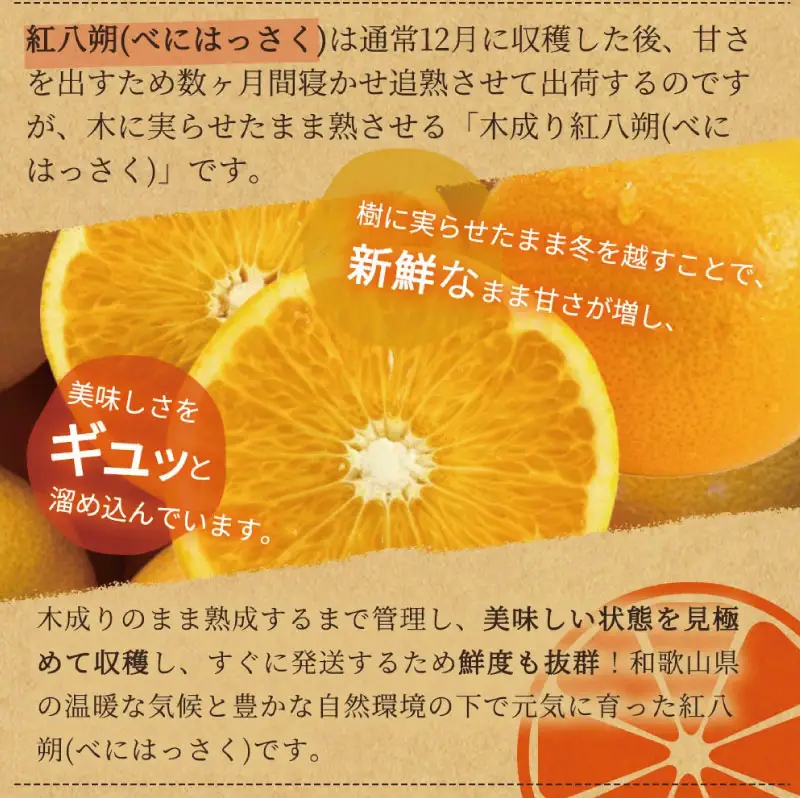 【先行予約】紀州有田産木成り完熟紅八朔８kg ※2027年2月下旬頃〜3月中旬頃に順次発送予定（お届け日指定不可）/ みかん 不知火 和歌山 フルーツ 有田【uot795】