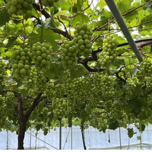 2027年発送先行受付【葡萄生産量日本一】本場山梨の大自然が生み出した甲州戦国シャインマスカット【配送不可地域：離島】【1495757】