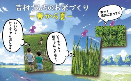 ｜従来品種｜ 魚沼産 コシヒカリ 2kg ×3袋 計6kg 米 こしひかり お米 コメ 新潟 魚沼 魚沼産 白米 送料無料 新潟県産 精米 産直 農家直送 お取り寄せ 吉村さんちのお米 新潟県 十日町市 