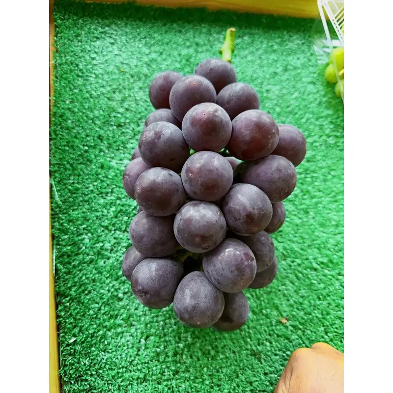 【先行予約】樹上完熟種無しピオーネ1.2kg（2～3房）（2026年9月上旬～発送） ふるさと納税 ぶどう ブドウ 葡萄 ふるさと納税 先行予約 ふるさと納税 フルーツ くだもの 果物