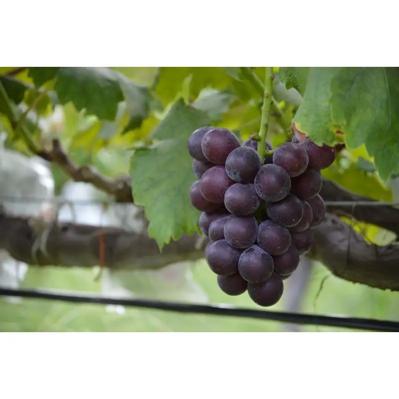 【先行予約】樹上完熟藤稔 1.2kg（2～3房入り）（2026年8月中旬～発送） 大粒 甘い 巨峰種 ふじみのり フルーツ 果物 ふるさと納税 ぶどう グレープ 農家直送 果樹園直送 生産者応援 農家応援