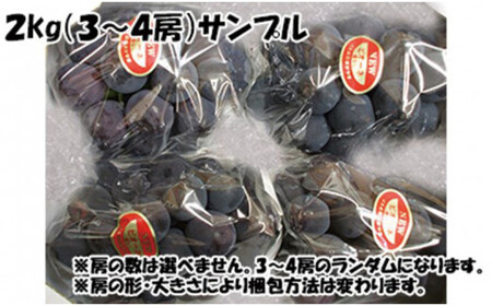 【令和８年発送分】岡山県産 ニューピオーネ 2kg（令和8年8月から9月頃発送）【ニューピオーネ】