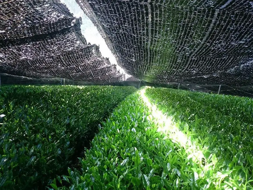 茶園の自家栽培茶と特製綾部茶ようかんのセット（ 抹茶ようかん / ほうじ茶ようかん / 綾部玉露 / 綾部煎茶 ） / 日本茶 和菓子 ギフト 綾部市 / グディーズ［BSAW004］