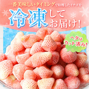 冷凍いちご 淡雪 白いちご 約1kg イチゴラス