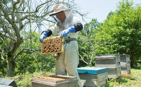 アカシア蜂蜜 1000g 富岡国産純粋はちみつ F20E-051
