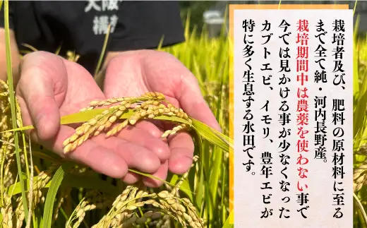 令和7年産米 国際コンクール受賞 純粋 河内長野日野産米 約4.5kg きぬむすめ 精白米 無農薬 おいしい 美味しい 受賞米 水田環境鑑定士 