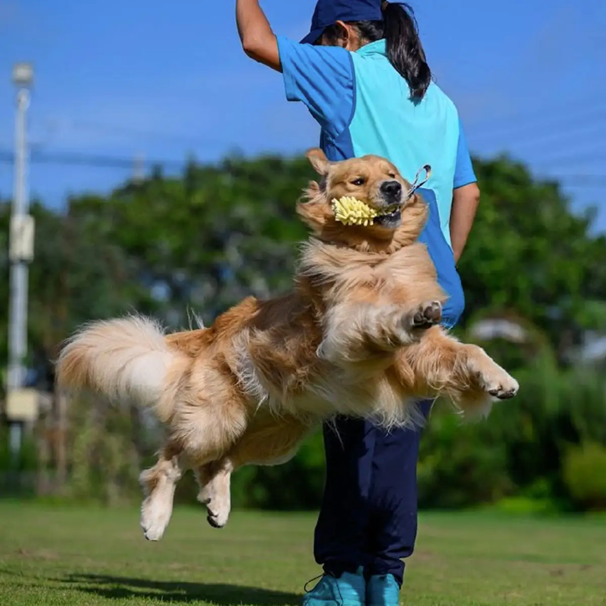 ドックスポーツ プライベートレッスン券（４回/１時間×４回） ふるさと納税 ドッグスポーツ 利用券 チケット 犬 イヌ 千葉県 白子町 送料無料 SHAI002