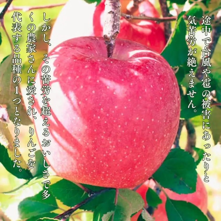 MS15 りんご サンふじ（長野県産秀品） 約5kg / 2026年11月下旬～12月中旬頃 配送予定//長野県 南信州 さんふじ サンフジ ふじりんご リンゴ 林檎 贈答 ふじ