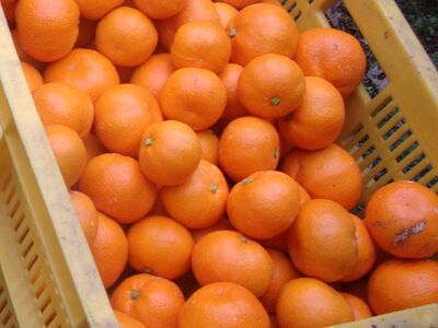 【訳あり】農家直送 有田みかん 約7.5kg ご家庭用 サイズ混合 ※2026年11月中旬から2027年1月中旬までに順次発送予定（お届け日指定不可）※北海道・沖縄・離島への配送不可　訳ありみかん 温州みかんイズ混合 訳ありみかん 温州みかん 有機質肥料100% ふるさと納税 柑橘 有田 産地直送【nuk157F】