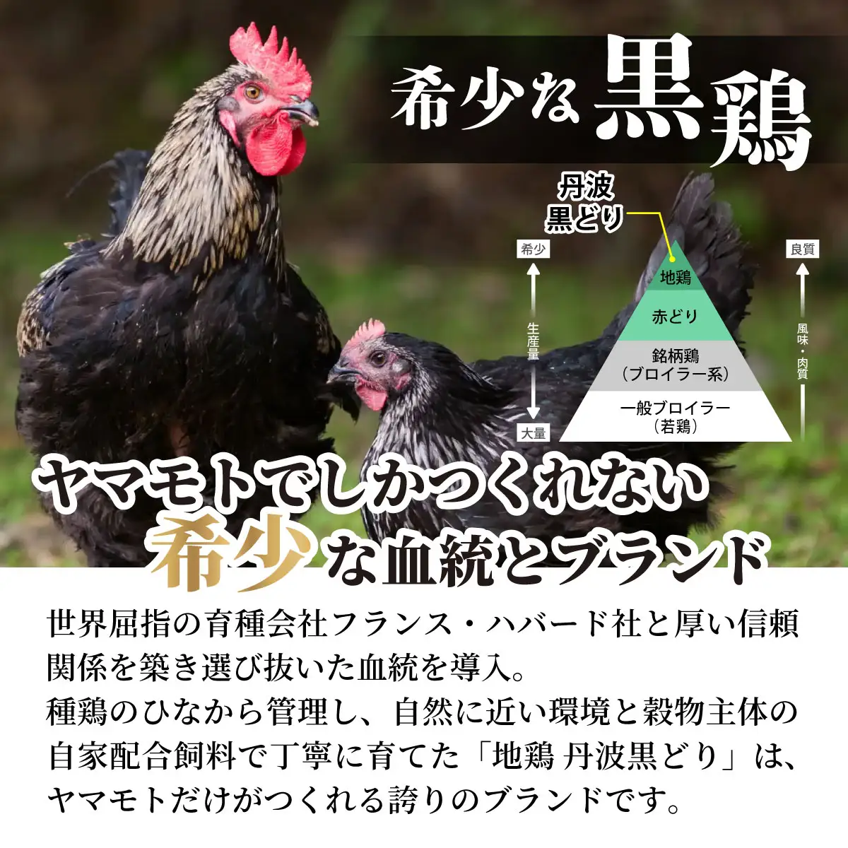鶏肉 地鶏丹波黒どり手羽先 手羽元 3.5kg 訳あり鶏肉