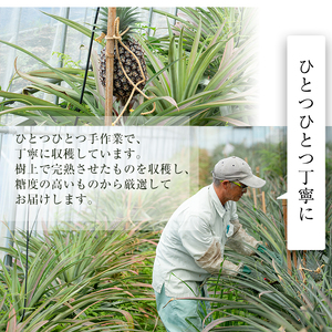 【数量限定】完熟パイナップル 曽於スナックパイン 計2個(1個・約800g～1.2kg) 鹿児島県産 果物 フルーツ【大徳産業】A107-v01