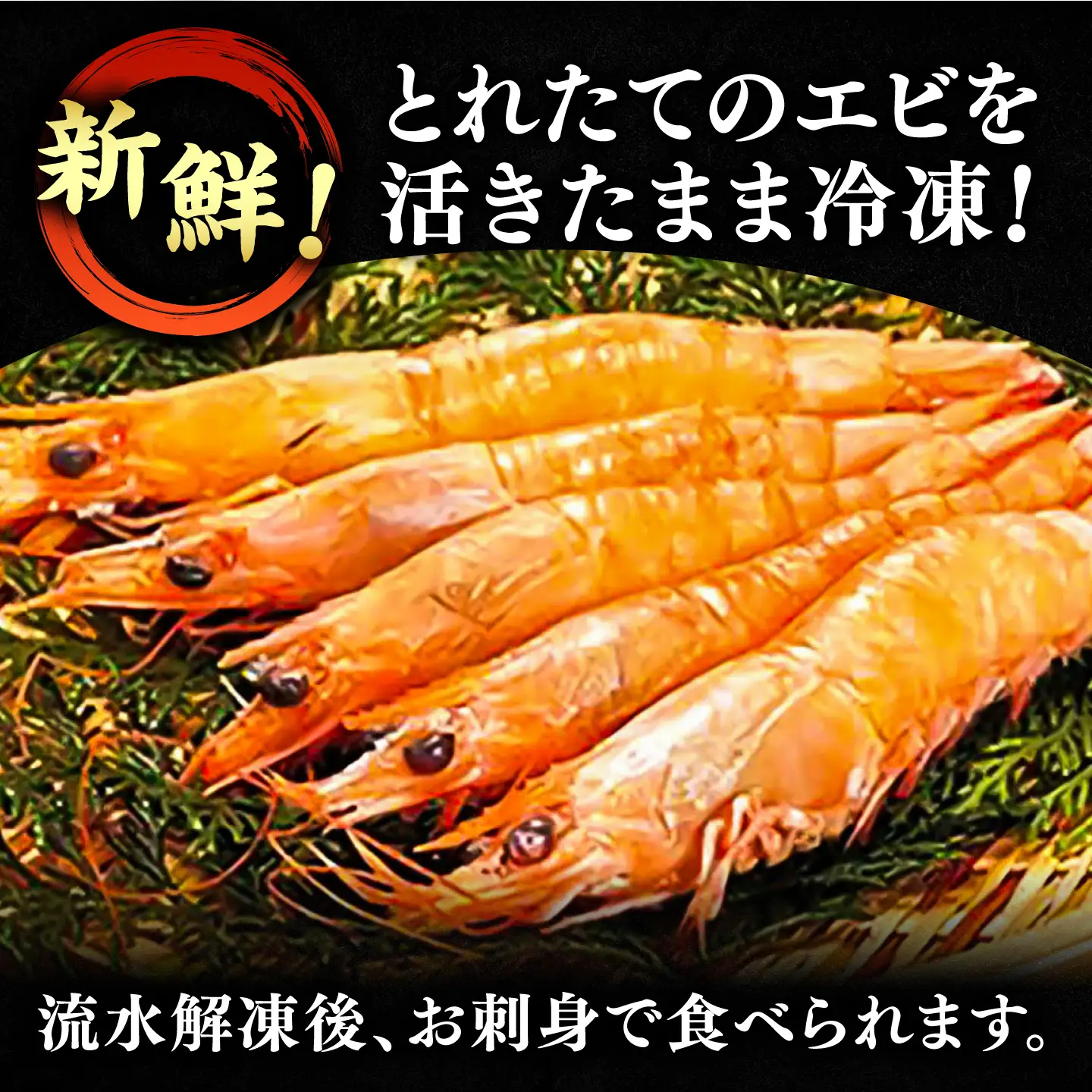 【先行予約】幻のヨシエビ 計800g VAG012 海老 高級