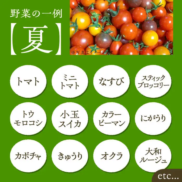 旬の新鮮野菜セット VBE002 野菜 詰め合わせ
