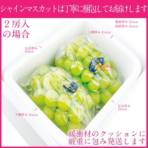ぶどう 2026年度分 先行予約 【プレミアムシャインマスカット 晴王 2房 約1.2kg】 岡山県産 シャインマスカット