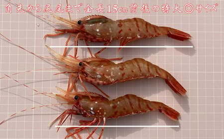 8-015-003　冷凍ボタンエビ 500g（約20尾）