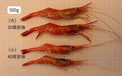 8-007-004　天然甘エビ 500g（40尾前後）