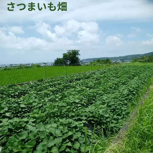 106005　さつまいも食べ比べセット5㎏