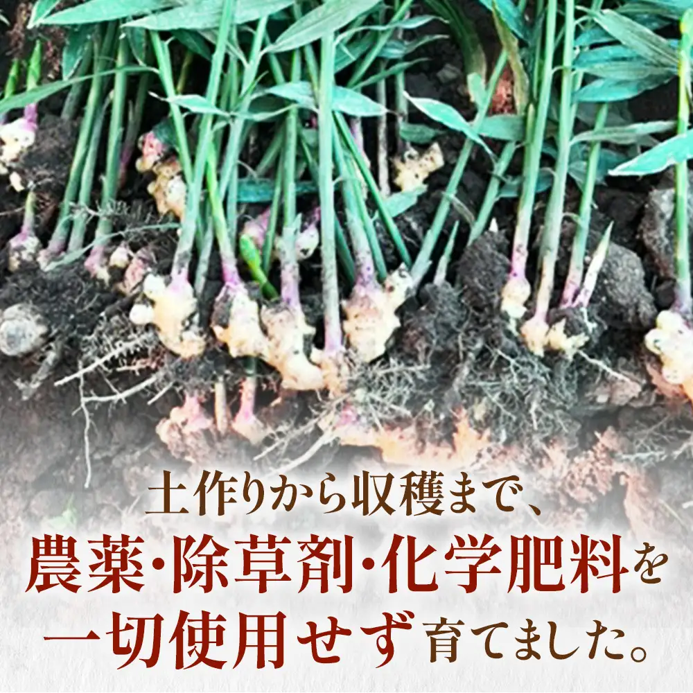 信玄生姜　おろし生姜　生姜