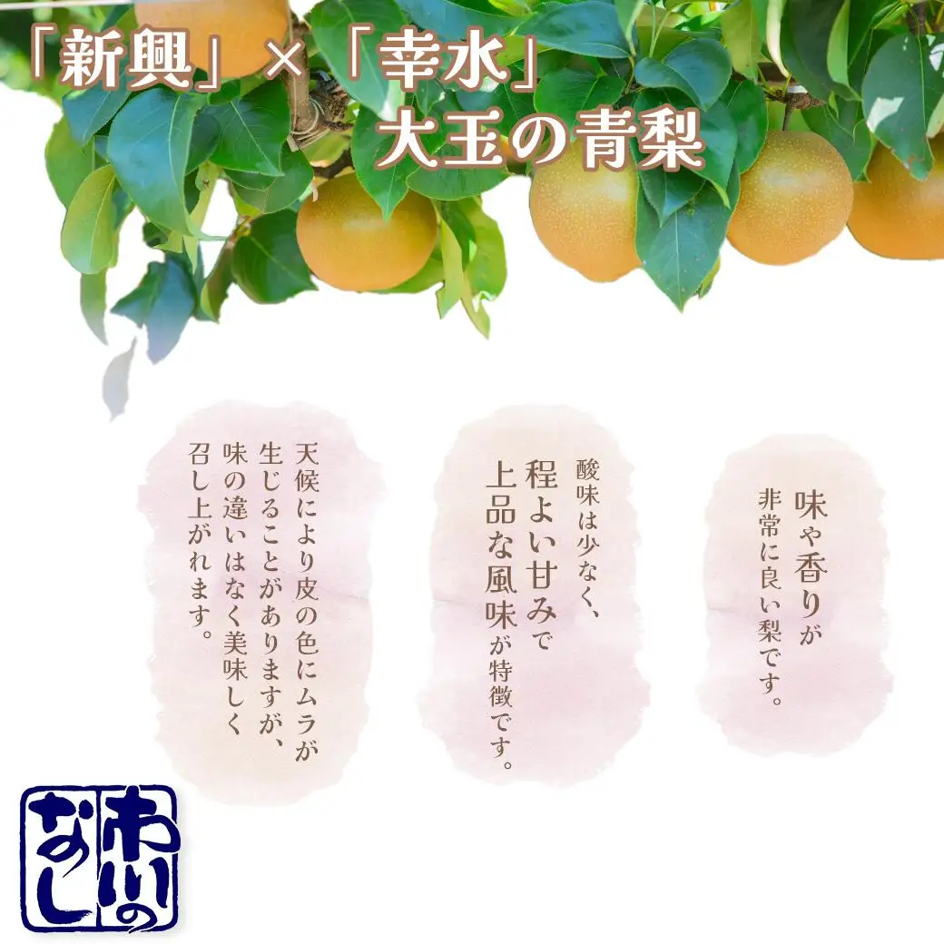 市川の梨　かおり3キロ(４～６個入り） 【12203-0200】