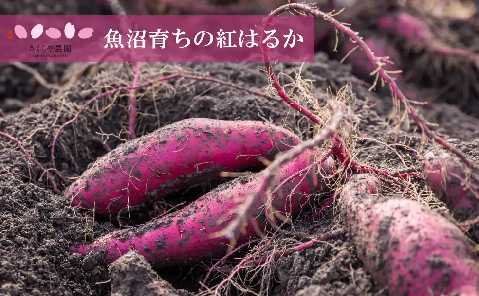 里山育ちの紅はるかを使った さくらや農園 魚沼の干し芋 110g×4袋 