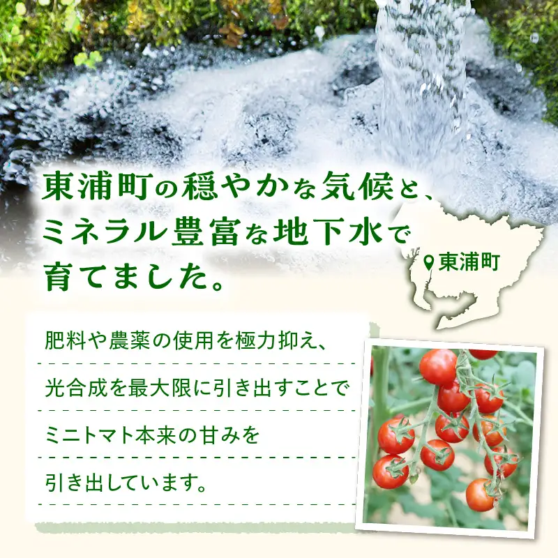 【先行予約】≪2027年1月より順次発送≫農園直送 つぶより ミニトマト 3kg入り